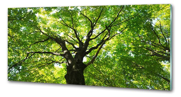 Panou sticla securizata bucatarie Pădure verde
