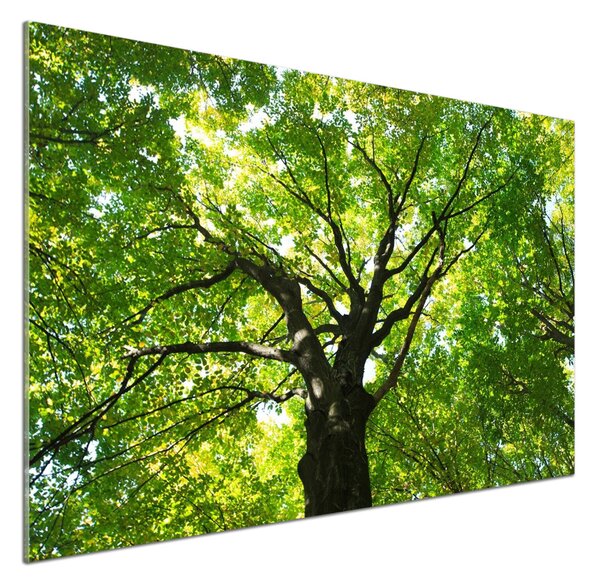 Panou sticla securizata bucatarie Pădure verde