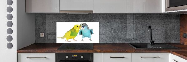 Sticlă printata bucătărie budgies
