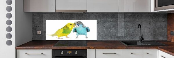 Sticlă printata bucătărie budgies