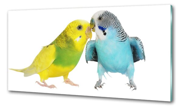 Sticlă printata bucătărie budgies
