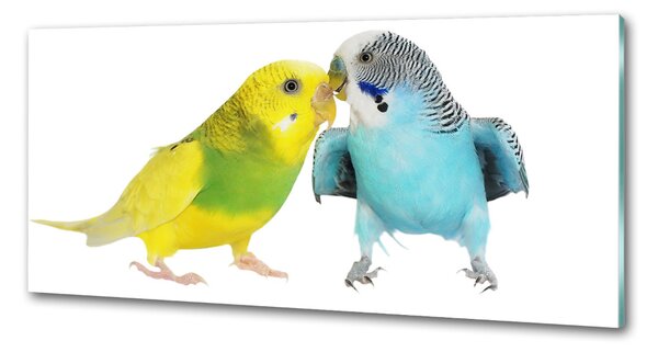 Sticlă printata bucătărie budgies