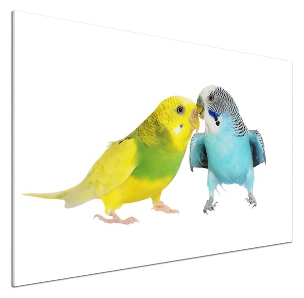 Sticlă printata bucătărie budgies