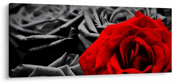 Tablou - Flori de trandafir (120x50 cm)