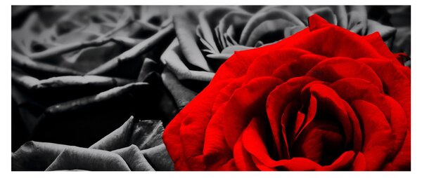 Tablou - Flori de trandafir (120x50 cm)