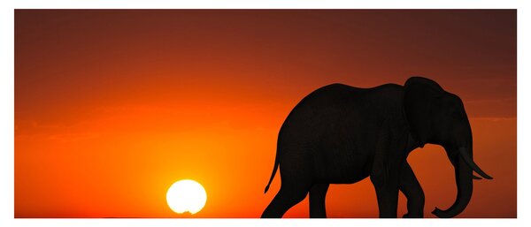 Tablou cu elefant în apus de soare (120x50 cm)