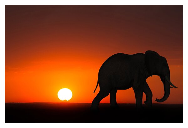 Tablou cu elefant în apus de soare (90x60 cm)