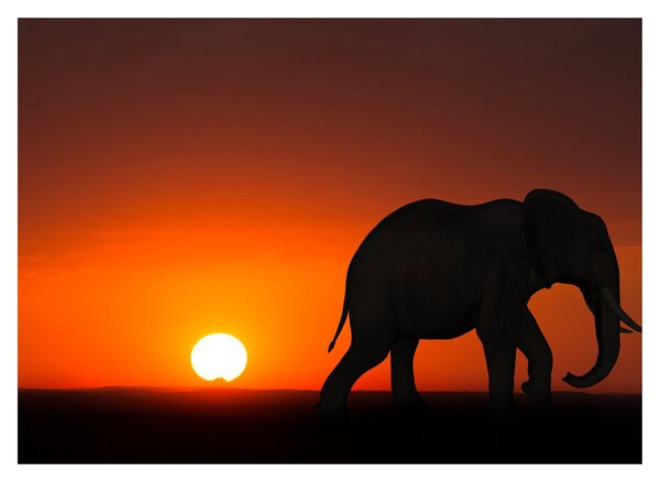 Tablou cu elefant în apus de soare (70x50 cm)