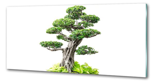 Sticlă pentru bucătărie copac bonsai