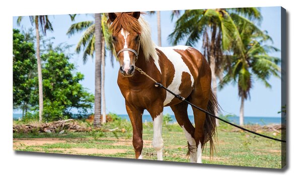 Imprimare tablou canvas cal pinto