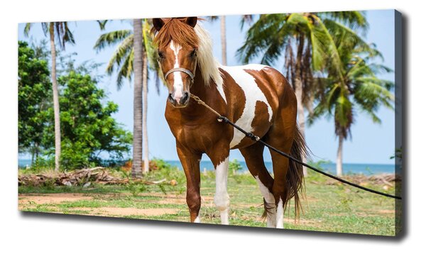 Imprimare tablou canvas cal pinto