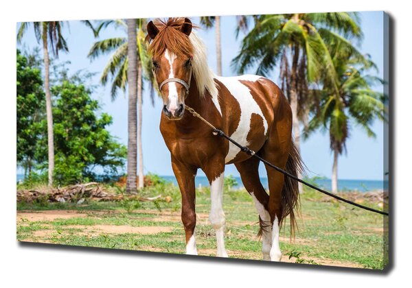 Imprimare tablou canvas cal pinto