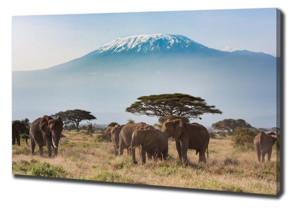 Tablou canvas elefanți Kilimanjaro