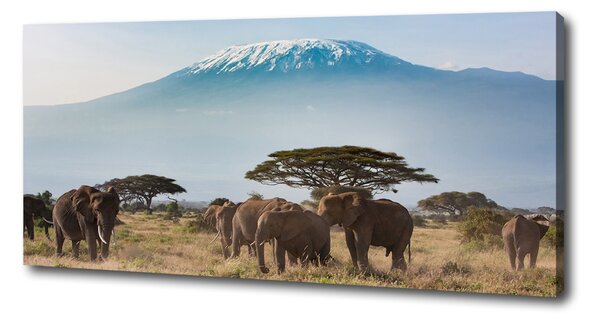 Tablou canvas elefanți Kilimanjaro