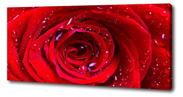 Tablou canvas Trandafir