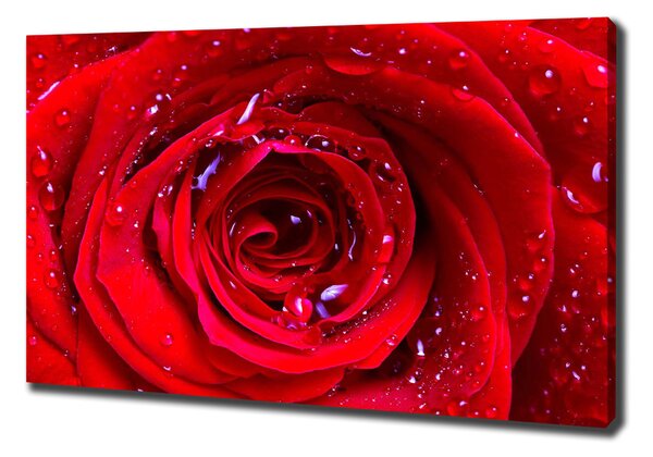 Tablou canvas Trandafir