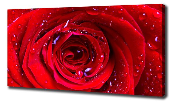 Tablou canvas Trandafir