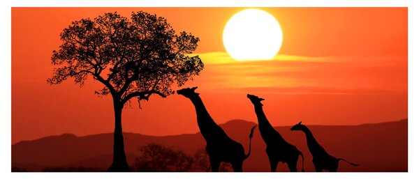 Tablou cu girafe în apus de soare (120x50 cm)