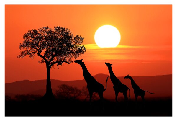 Tablou cu girafe în apus de soare (90x60 cm)