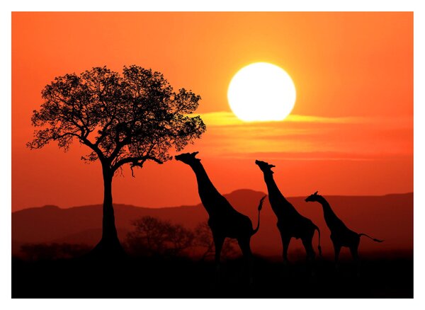 Tablou cu girafe în apus de soare (70x50 cm)