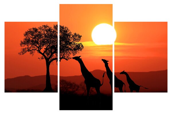 Tablou cu girafe în apus de soare (90x60 cm)