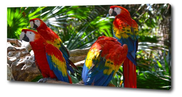 Print pe pânză papagali Macaws