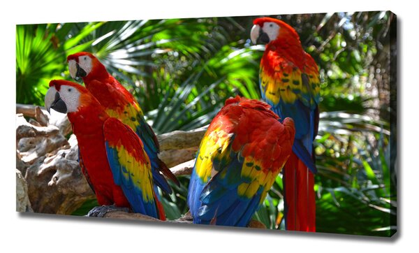 Print pe pânză papagali Macaws