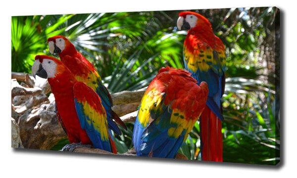 Print pe pânză papagali Macaws