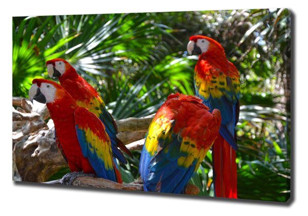 Print pe pânză papagali Macaws