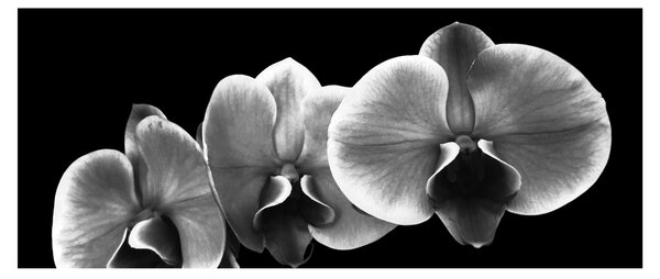 Tablou floare de orhidee (120x50 cm)