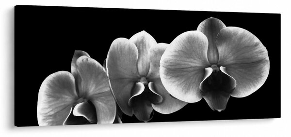Tablou floare de orhidee (120x50 cm)