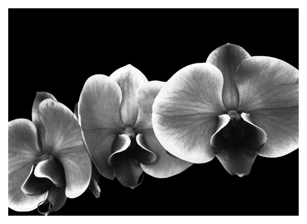 Tablou floare de orhidee (70x50 cm)