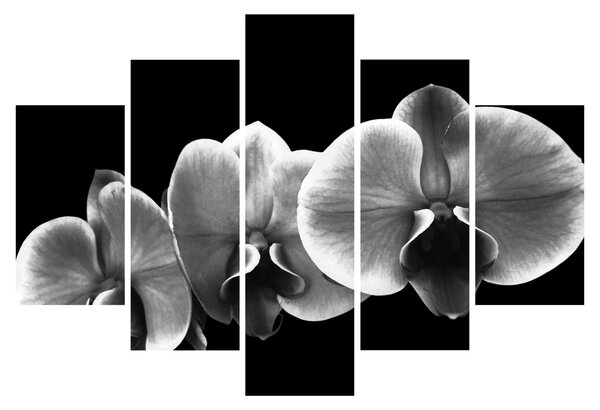 Tablou floare de orhidee (150x105 cm)