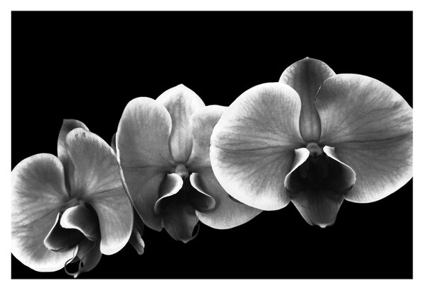 Tablou floare de orhidee (90x60 cm)