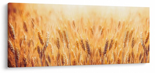 Tablou - câmp cu grâne (120x50 cm)