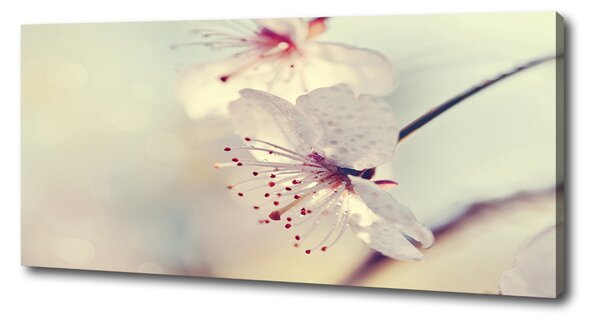 Tablou pe pânză floare de cires