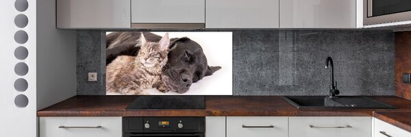 Panou sticla securizata bucatarie Pisici si caini