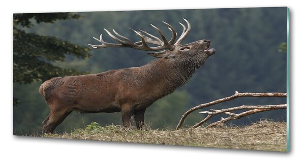 Sticlă bucătărie Deer pe deal