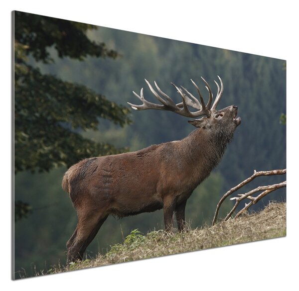 Sticlă bucătărie Deer pe deal