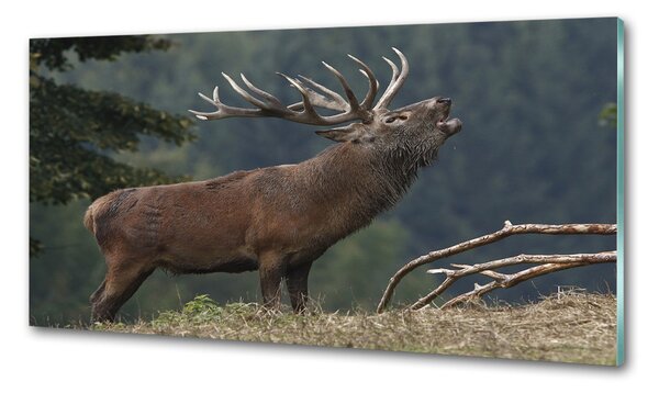 Sticlă bucătărie Deer pe deal