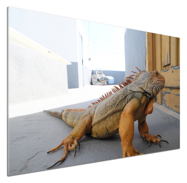 Panou sticlă bucătărie Iguană