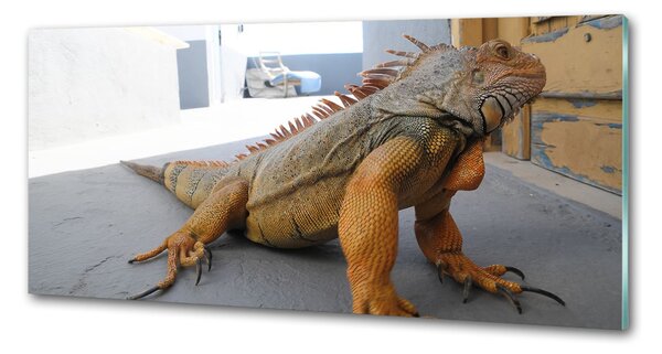 Panou sticlă bucătărie Iguană