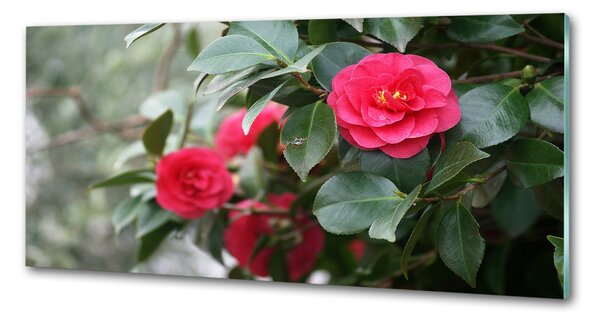 Sticlă pentru bucătărie camelia