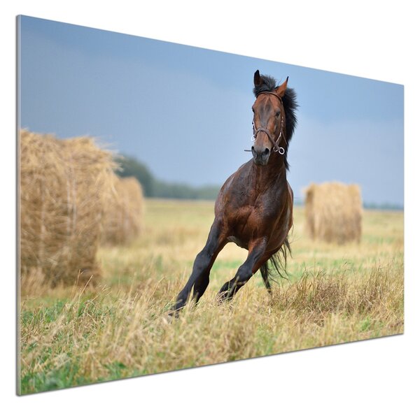 Panou perete bucătărie Un cal în galop