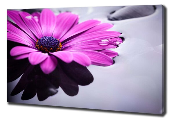 Imprimare tablou canvas gerbera