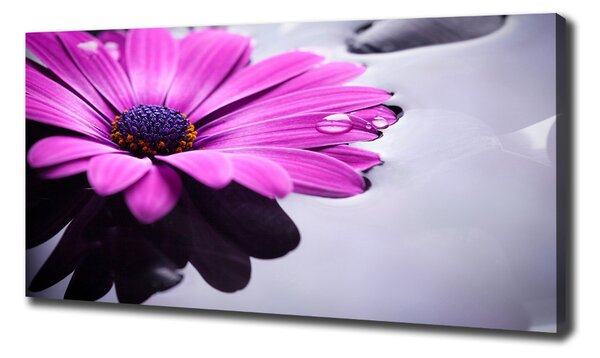 Imprimare tablou canvas gerbera