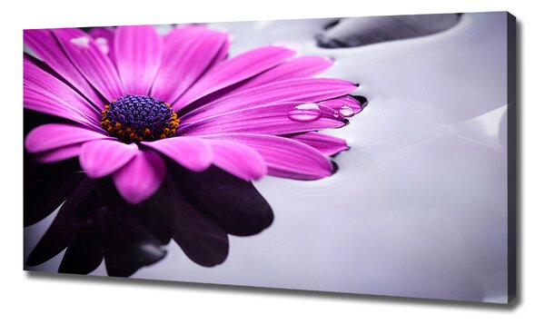 Imprimare tablou canvas gerbera