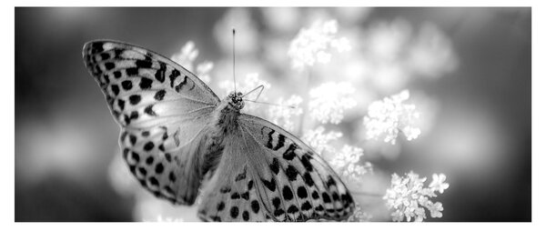 Tablou - Detailu cu fluture care polenizează floare (120x50 cm)
