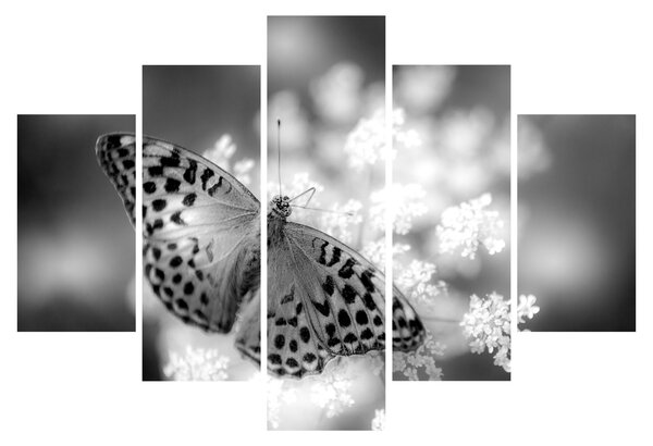 Tablou - Detailu cu fluture care polenizează floare (150x105 cm)