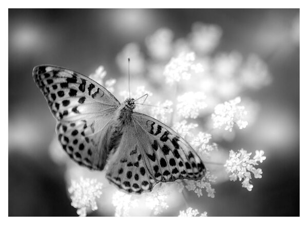 Tablou - Detailu cu fluture care polenizează floare (70x50 cm)